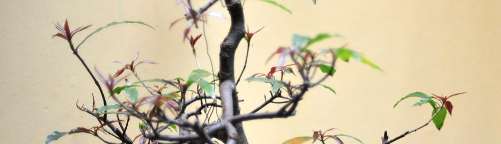 atlanticpacificint.com